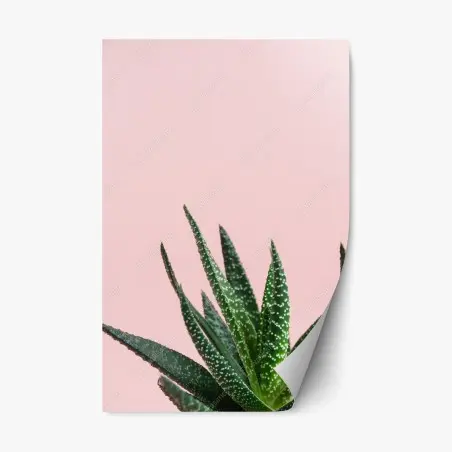 Repositionable sticker green aloe on pink background • Wallissimo®