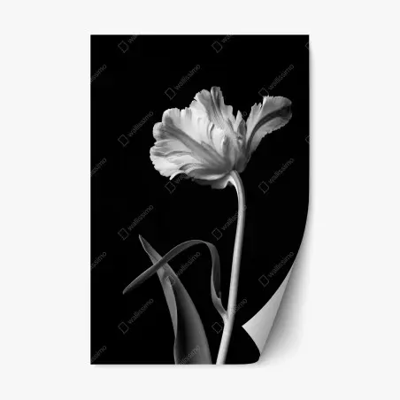 Repositionable sticker elegant monochrome tulip study • Wallissimo®