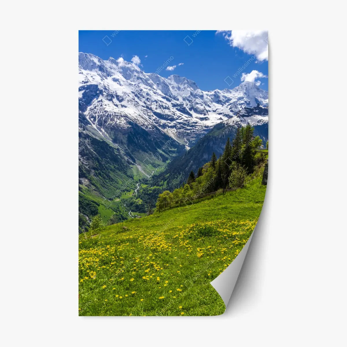 Repositionable sticker alpine spring meadow under snowy peaks • Wallissimo® Repositionable sticker alpine spring meadow under snowy peaks • Wallissimo®