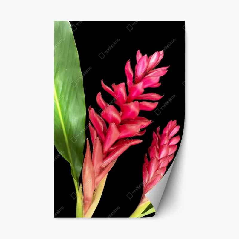 Repositionable sticker vibrant torch ginger bloom on black