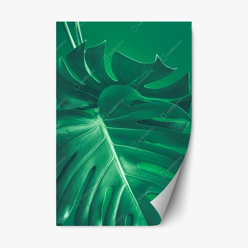 Repositionable sticker lush monstera leaf close-up