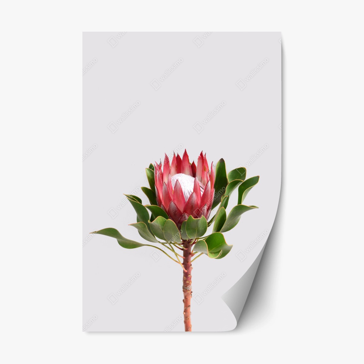 Repositionable sticker pink protea bloom on neutral background • Wallissimo® Repositionable sticker pink protea bloom on neutral background • Wallissimo®
