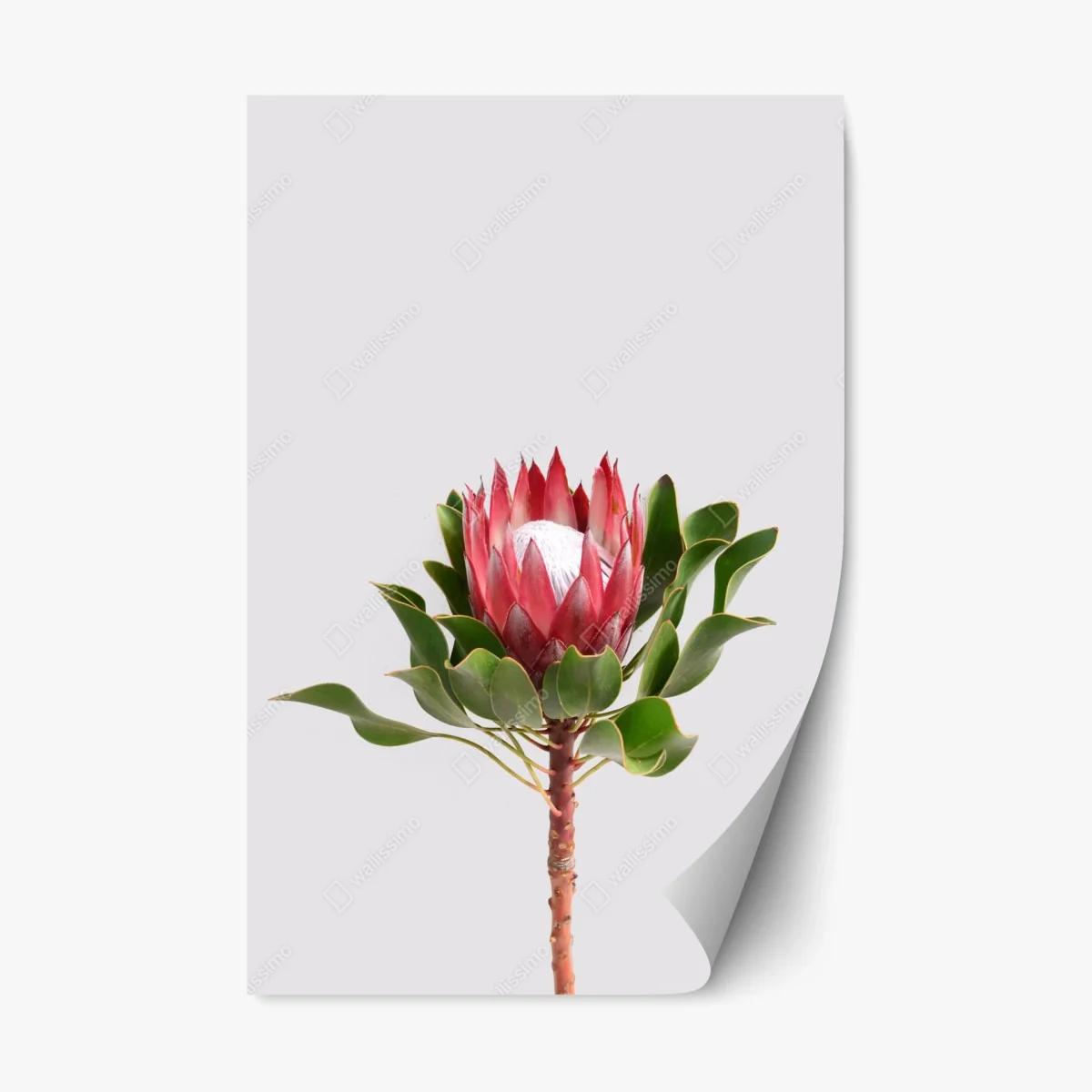 Repositionable sticker pink protea bloom on neutral background • Wallissimo® Repositionable sticker pink protea bloom on neutral background • Wallissimo®