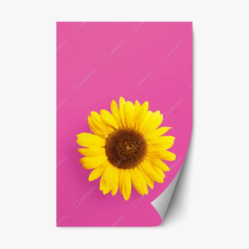 Repositionable sticker bright sunflower on pink background