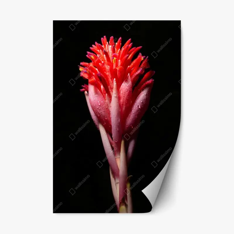 Repositionable sticker vibrant pink bloom on black background