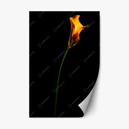 Repositionable sticker golden calla lily on black • Wallissimo®