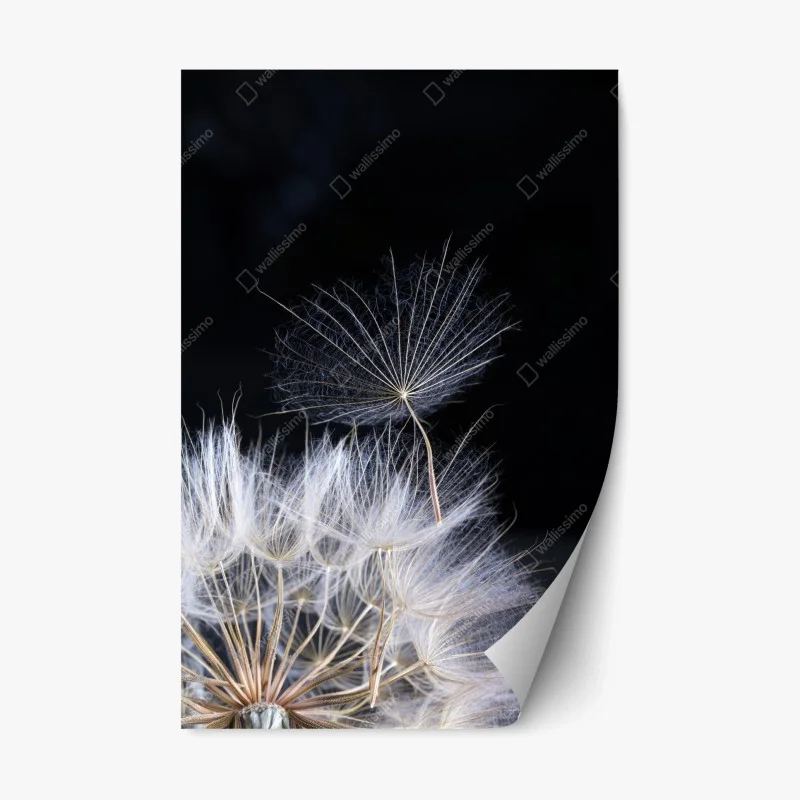 Repositionable sticker delicate dandelion seed on black