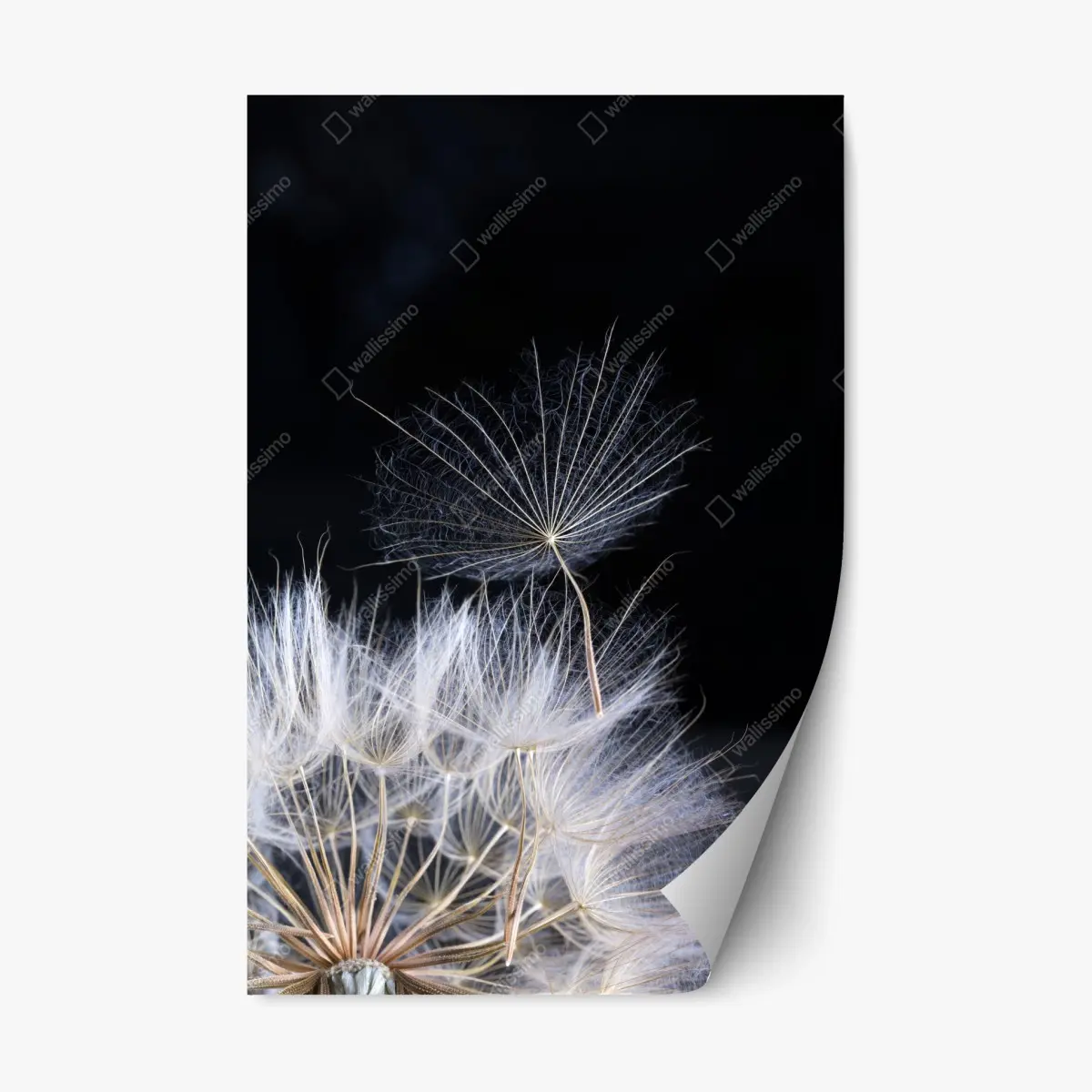 Repositionable sticker delicate dandelion seed on black • Wallissimo® Repositionable sticker delicate dandelion seed on black • Wallissimo®