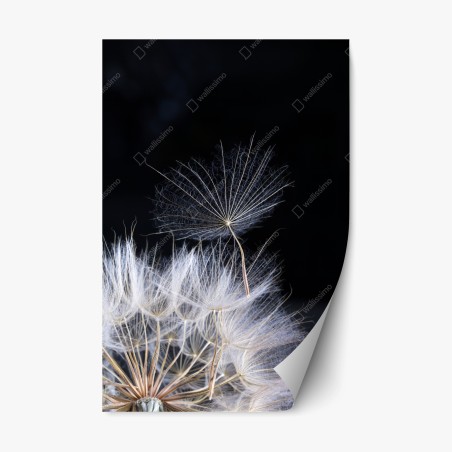 Repositionable sticker delicate dandelion seed on black • Wallissimo®