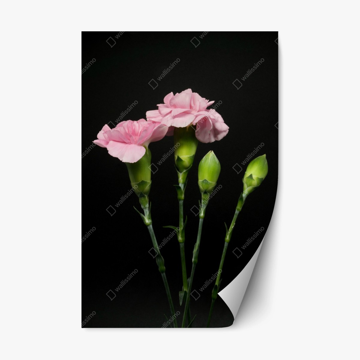 Repositionable sticker pink carnations on black background • Wallissimo® Repositionable sticker pink carnations on black background • Wallissimo®