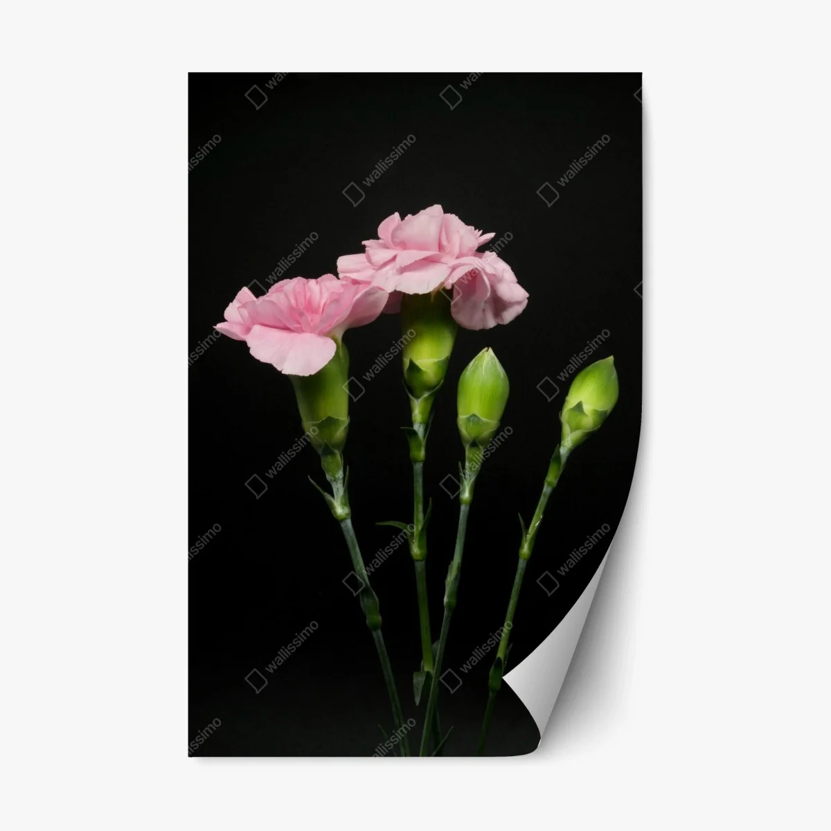 Repositionable sticker pink carnations on black background • Wallissimo® Repositionable sticker pink carnations on black background • Wallissimo®