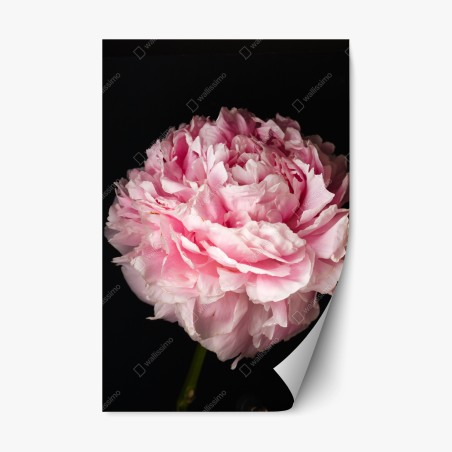 Repositionable sticker soft pink peony close-up • Wallissimo®