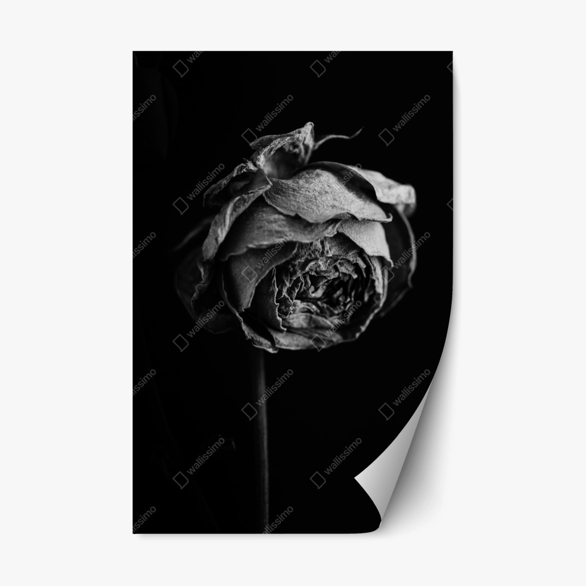 Repositionable sticker monochrome dried rose study ⁕ Wallissimo® Repositionable sticker monochrome dried rose study ⁕ Wallissimo®