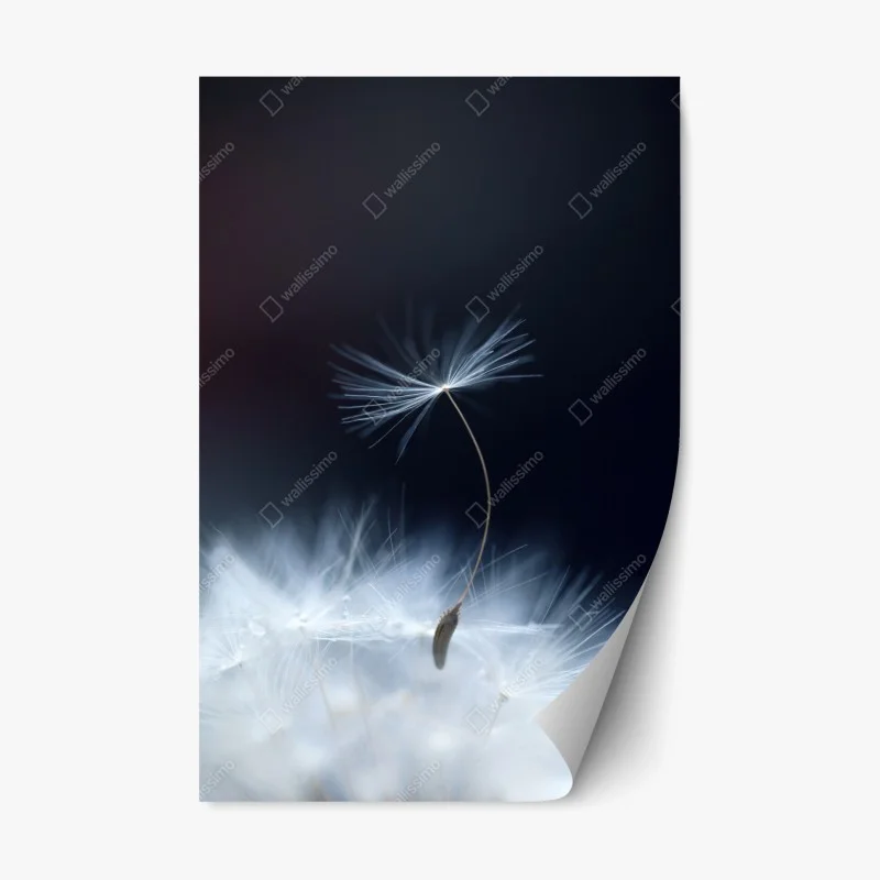 Repositionable sticker delicate dandelion seed close-up