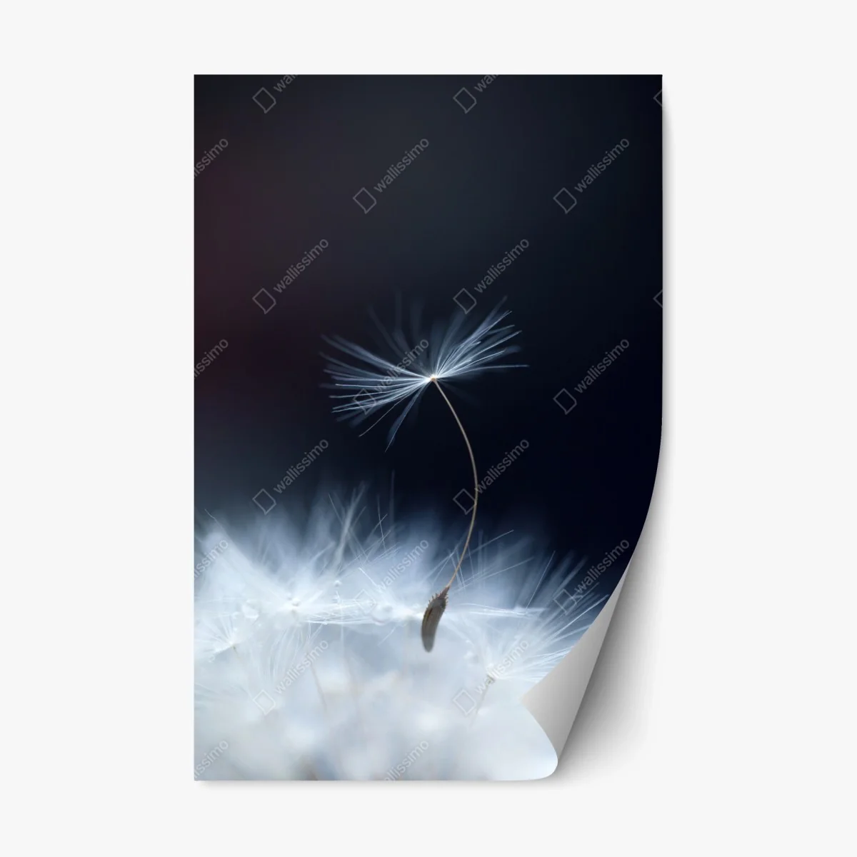 Repositionable sticker delicate dandelion seed close-up • Wallissimo® Repositionable sticker delicate dandelion seed close-up • Wallissimo®