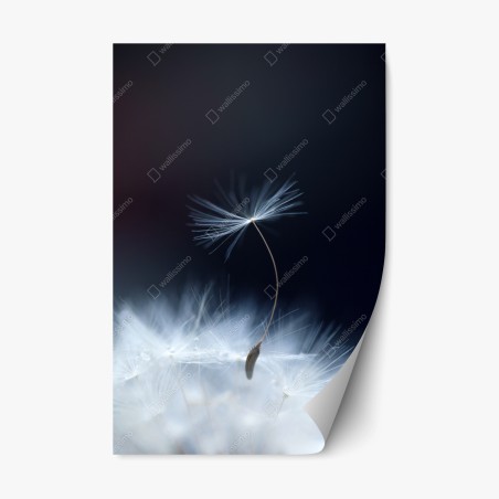 Repositionable sticker delicate dandelion seed close-up • Wallissimo®