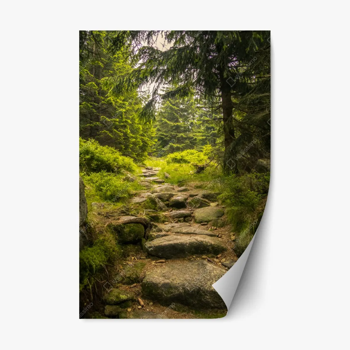 Repositionable sticker serene forest path through evergreen woods • Wallissimo®