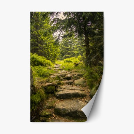 Repositionable sticker serene forest path through evergreen woods • Wallissimo®