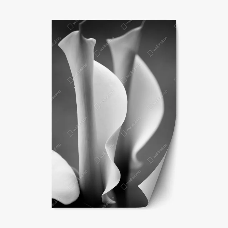 Repositionable sticker elegant calla lilies in monochrome