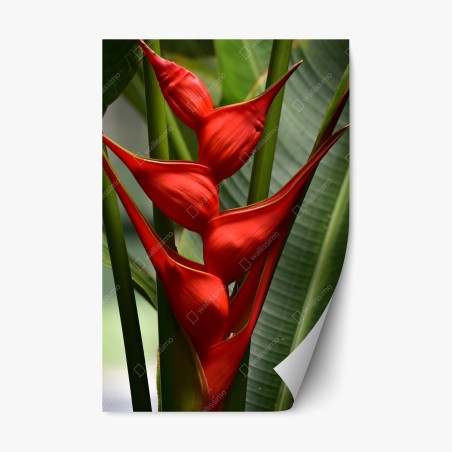 Repositionable sticker vibrant red heliconia bloom • Wallissimo®