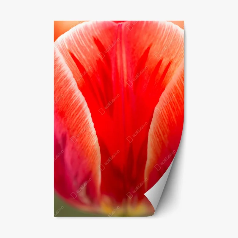 Repositionable sticker vibrant red tulip close-up