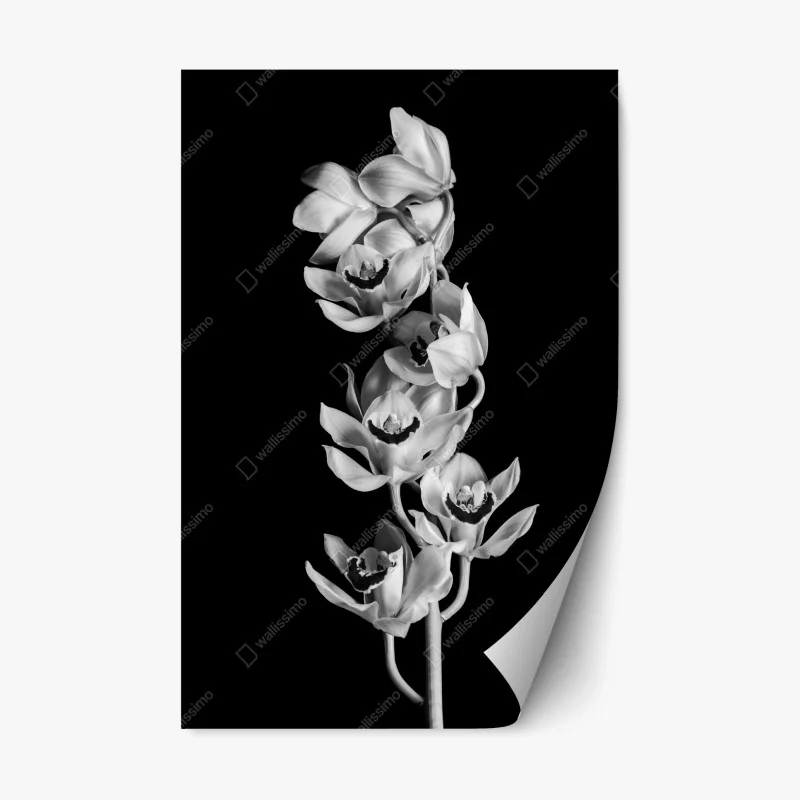 Repositionable sticker elegant monochrome orchid stem