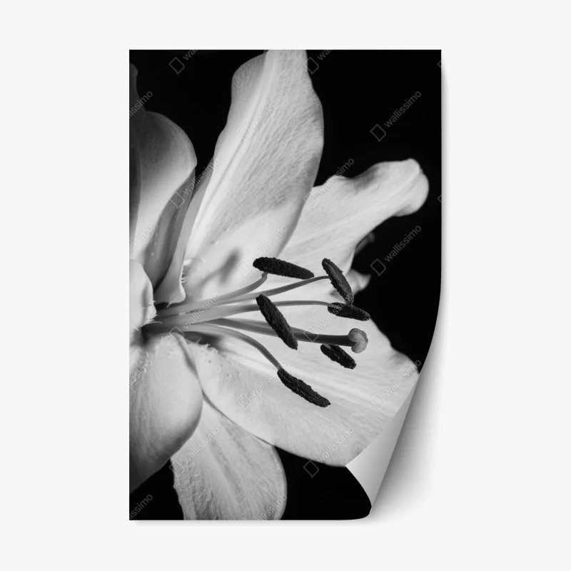 Repositionable sticker monochrome lily close-up