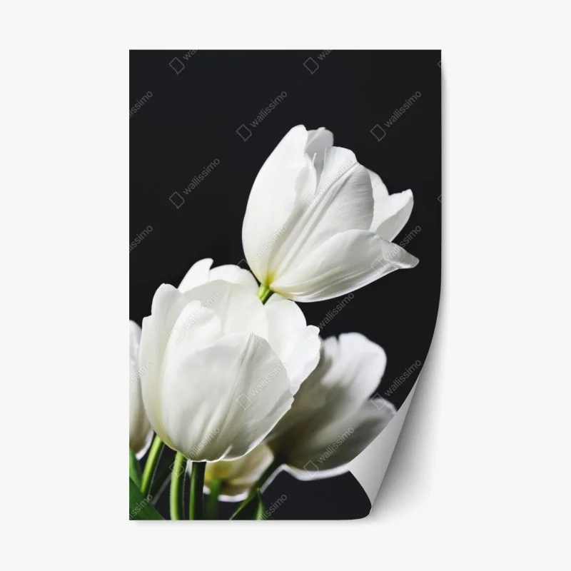 Repositionable sticker white tulip bouquet on dark background