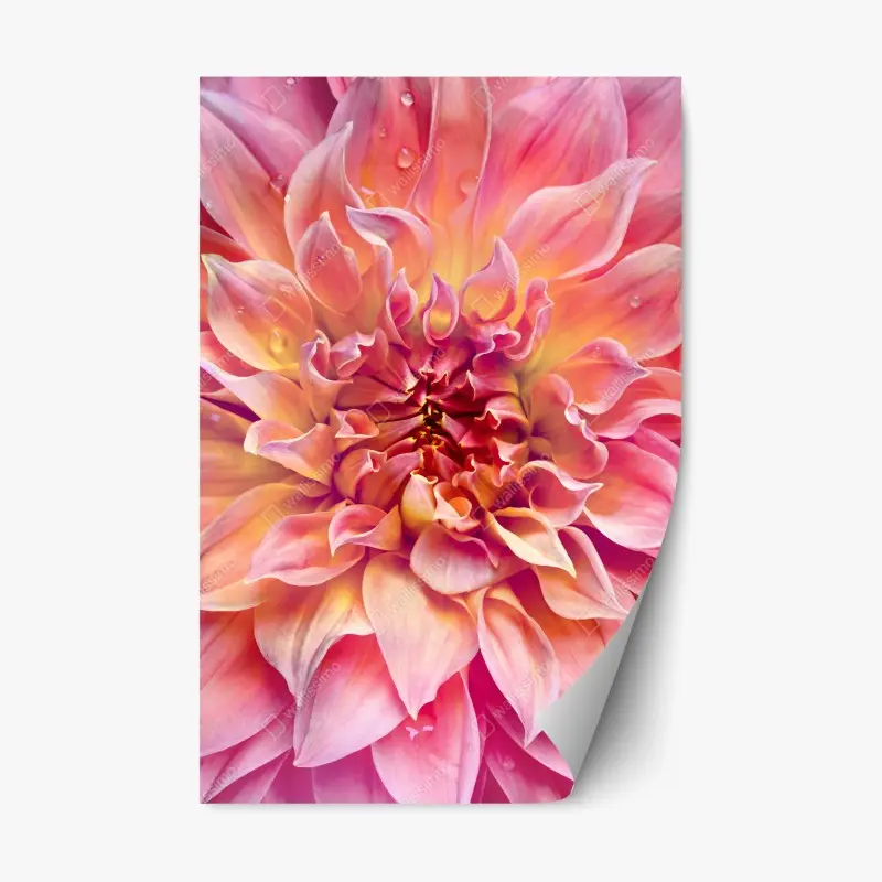 Repositionable sticker pink dahlia bloom close-up