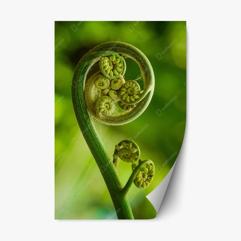 Repositionable sticker unfurling fern fiddlehead macro