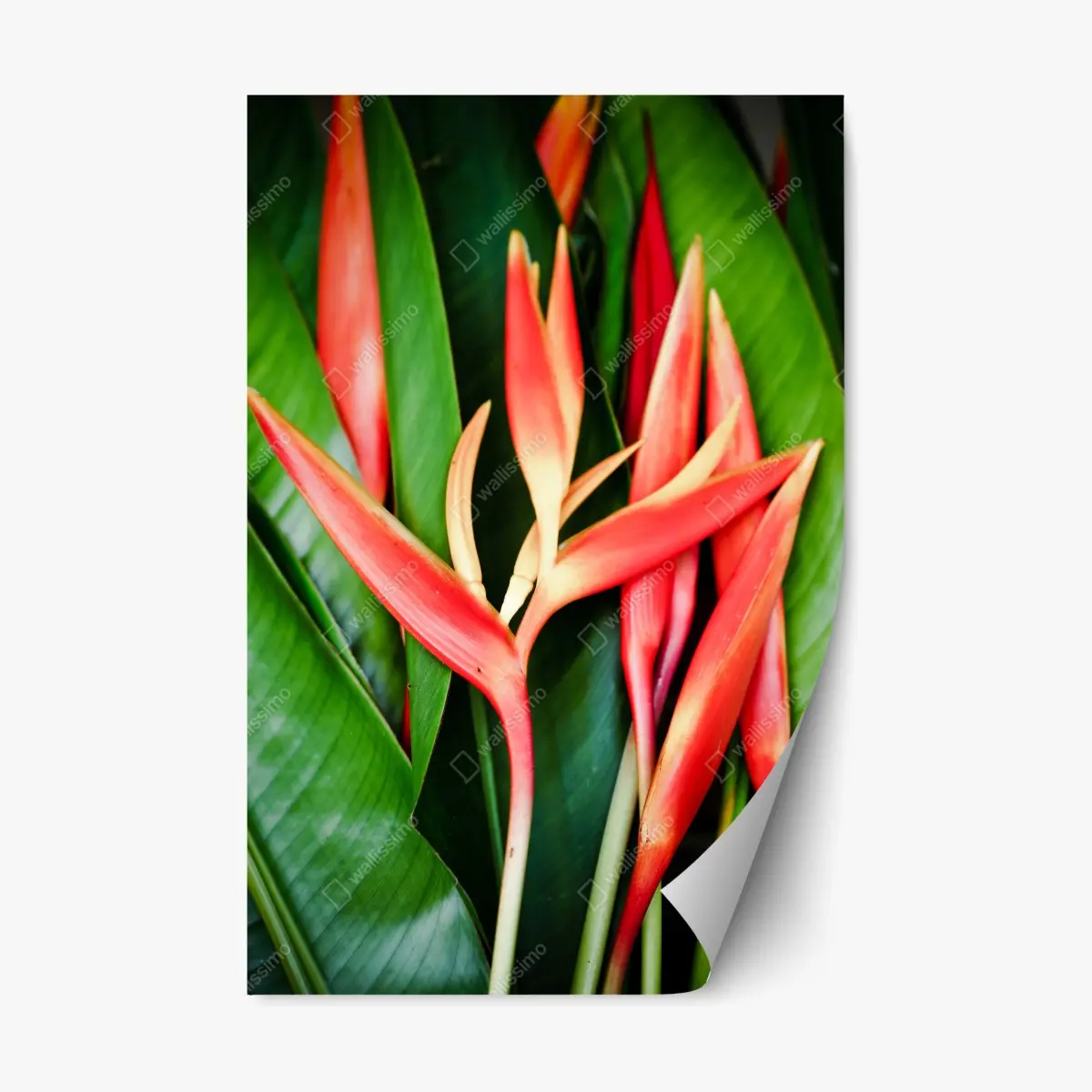 Repositionable sticker vibrant tropical heliconia bloom • Wallissimo®