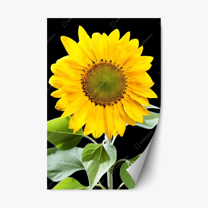 Repositionable sticker vibrant sunflower on black background