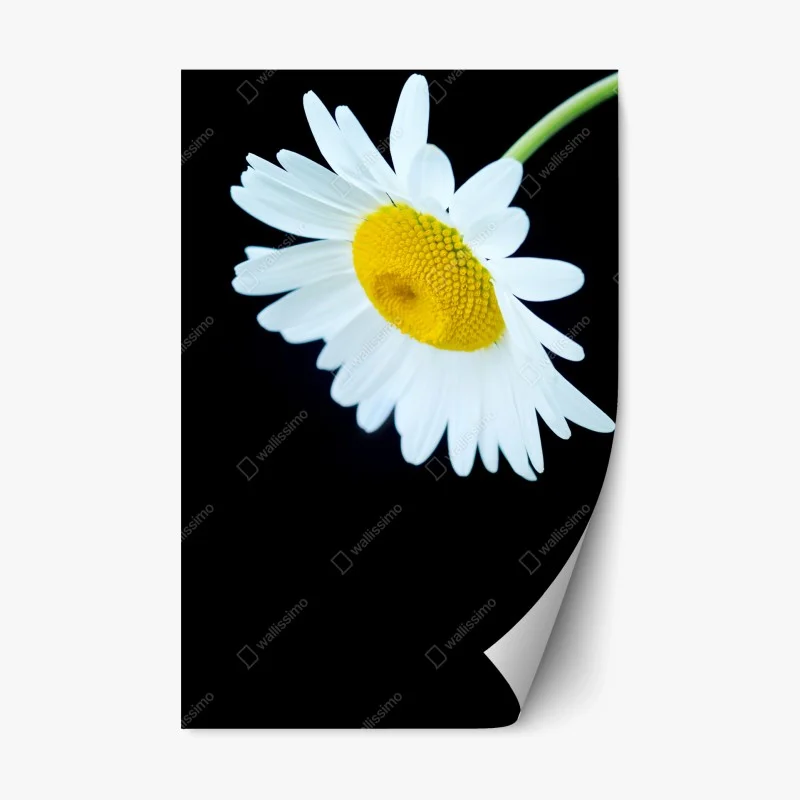 Repositionable sticker white daisy close-up on black background