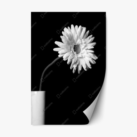 Repositionable sticker white gerbera on black • Wallissimo®