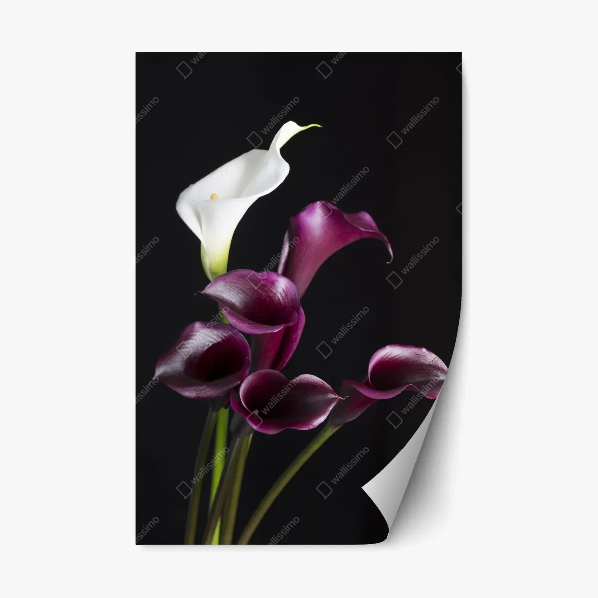 Repositionable sticker elegant purple and white calla lilies • Wallissimo® Repositionable sticker elegant purple and white calla lilies • Wallissimo®