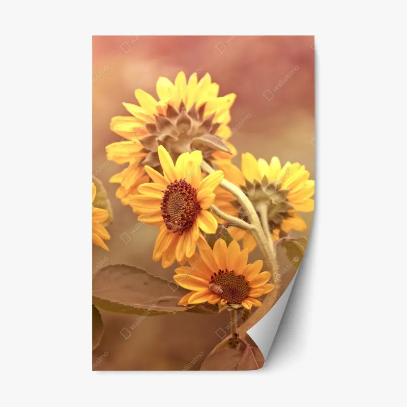 Repositionable sticker vintage sunflower cluster in warm light