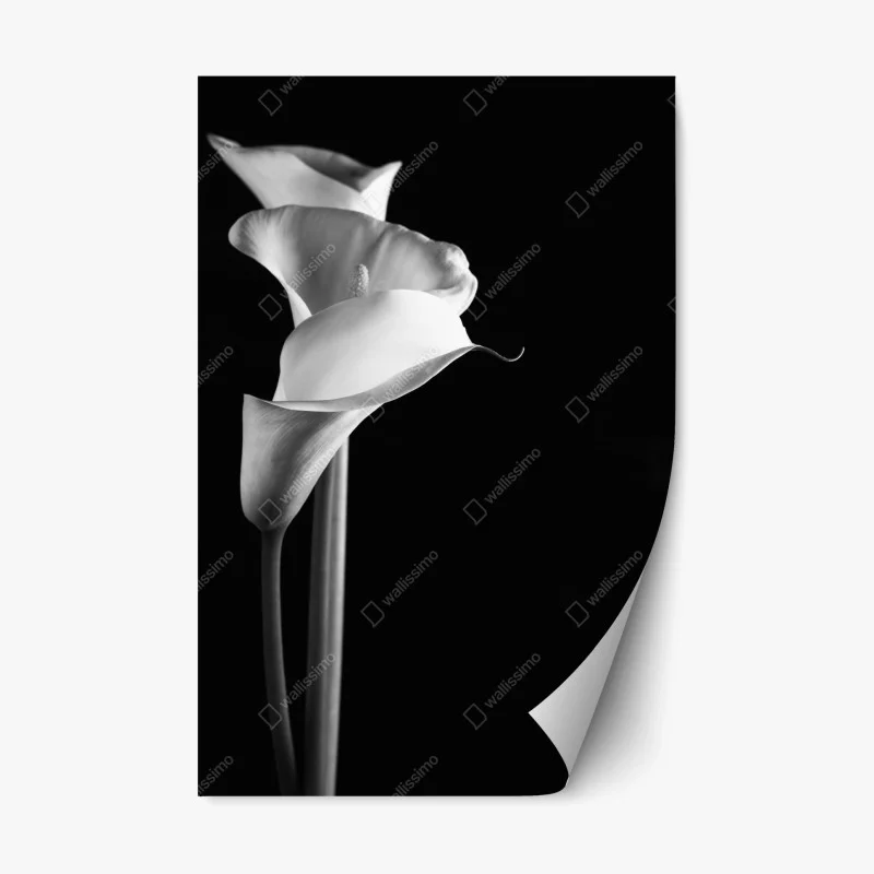 Repositionable sticker elegant calla lilies in monochrome