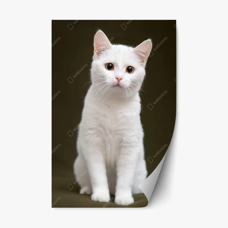 Repositionable sticker adorable white cat portrait