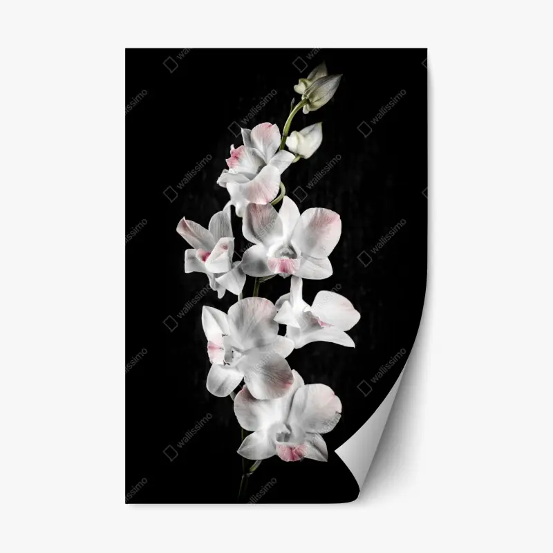 Repositionable sticker • Wallissimo®