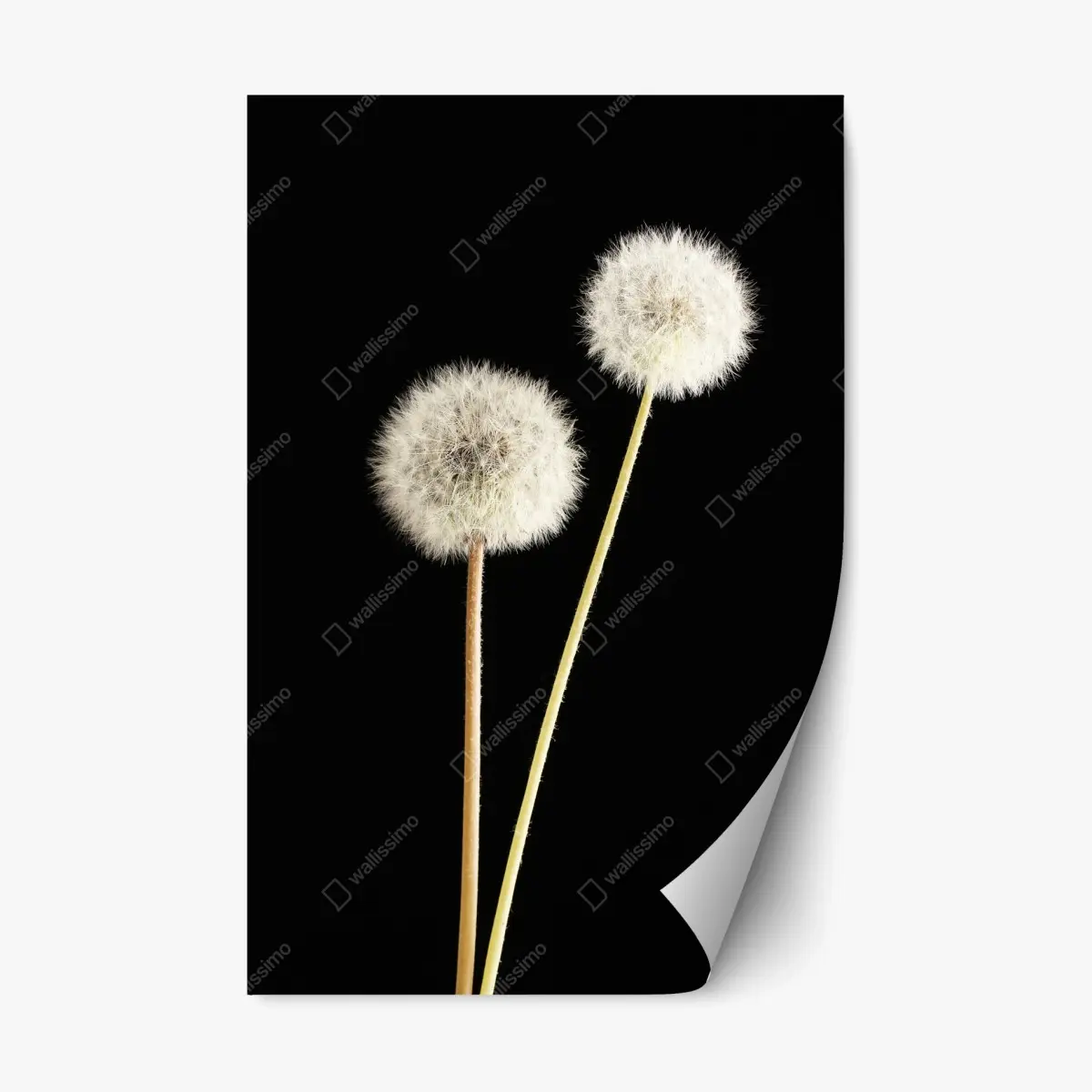Repositionable sticker delicate dandelion seed heads on black • Wallissimo® Repositionable sticker delicate dandelion seed heads on black • Wallissimo®