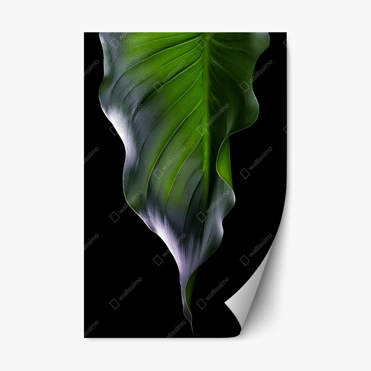 Repositionable sticker elegant green leaf on black ⁕ Wallissimo® Repositionable sticker elegant green leaf on black ⁕ Wallissimo®