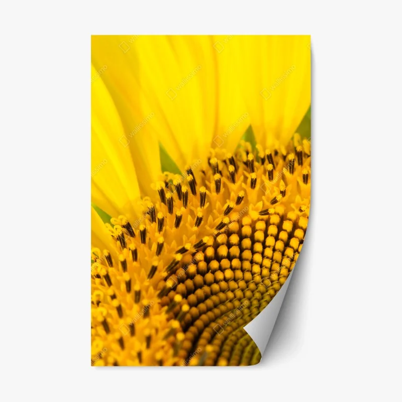 Repositionable sticker golden sunflower close-up