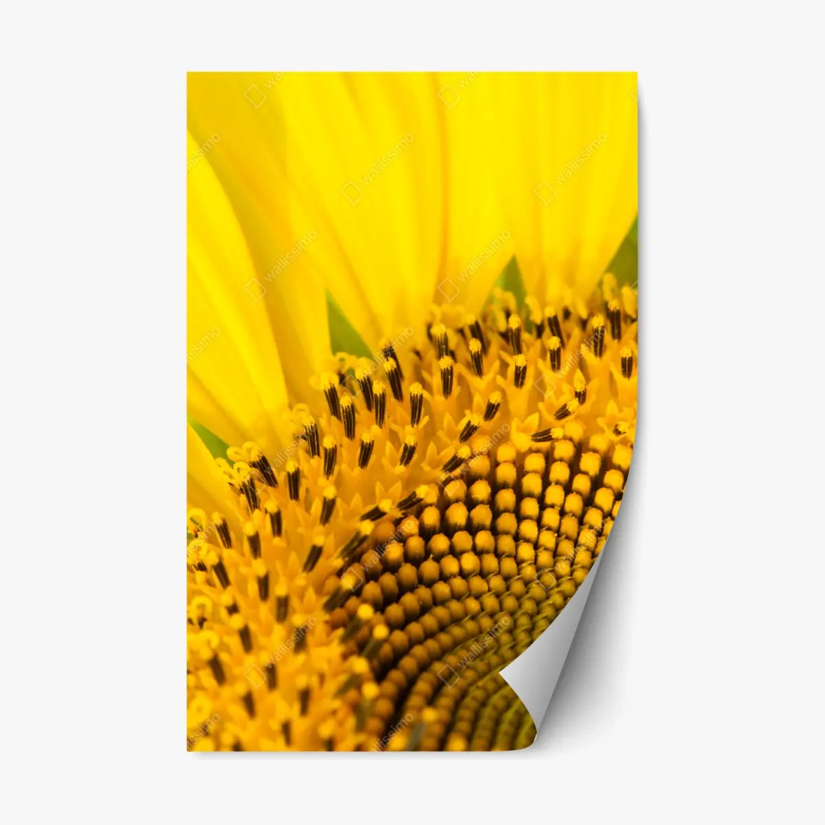 Repositionable sticker golden sunflower close-up • Wallissimo® Repositionable sticker golden sunflower close-up • Wallissimo®