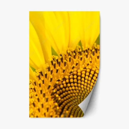 Repositionable sticker golden sunflower close-up • Wallissimo®