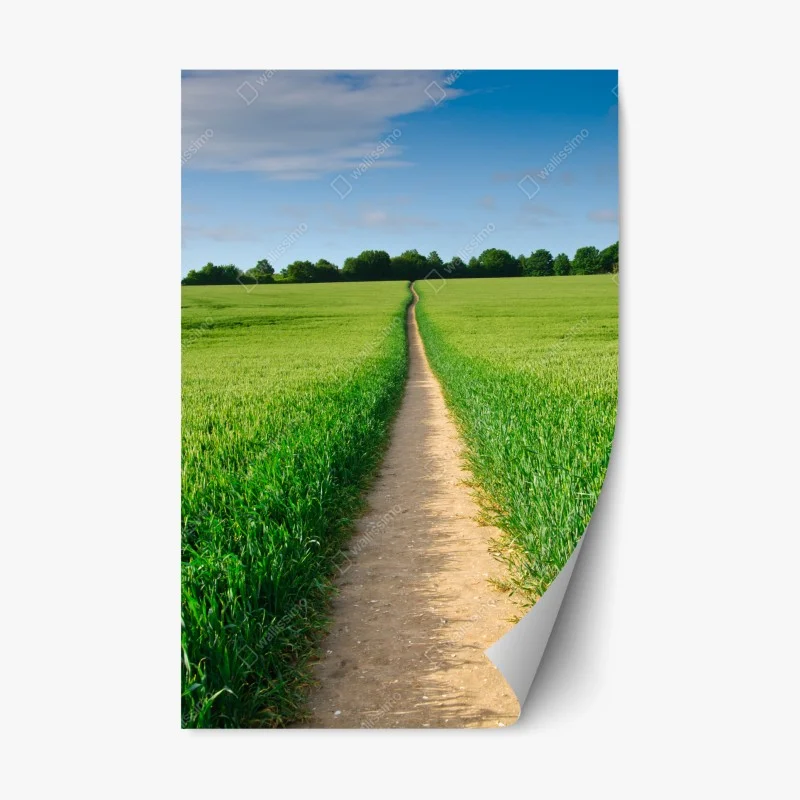 Repositionable sticker sunlit path through green meadow