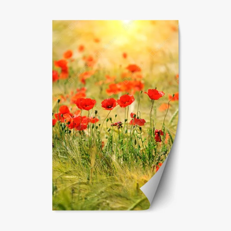Repositionable sticker red poppy meadow in sunlight
