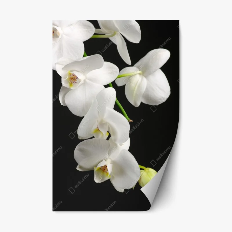 Repositionable sticker white orchid branch on black background