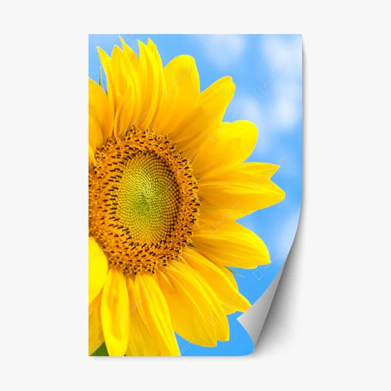 Repositionable sticker bright sunflower close-up on blue sky
