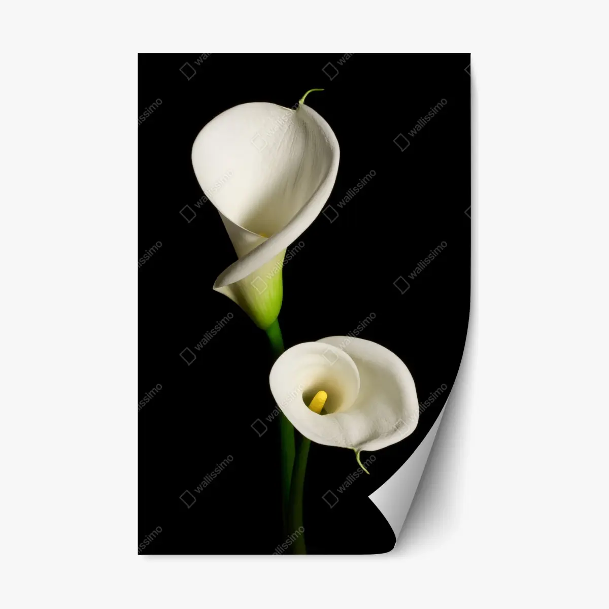Repositionable sticker white calla lilies on black background • Wallissimo® Repositionable sticker white calla lilies on black background • Wallissimo®