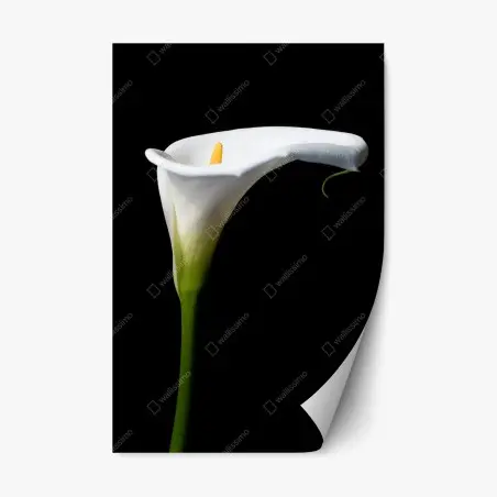 Repositionable sticker elegant white calla lily on black • Wallissimo®